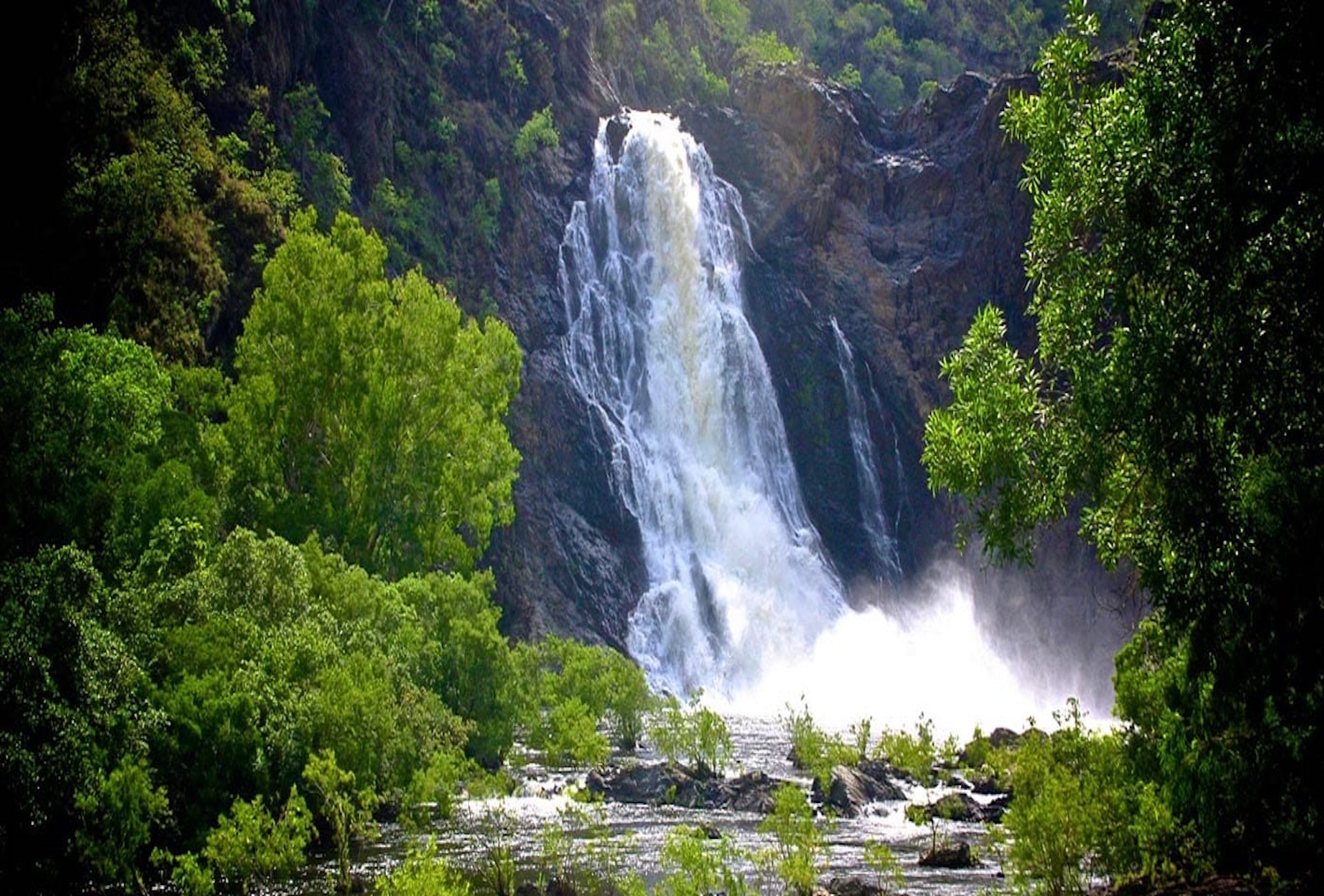 Daintree Rainforest A Prehistoric World of Wonders