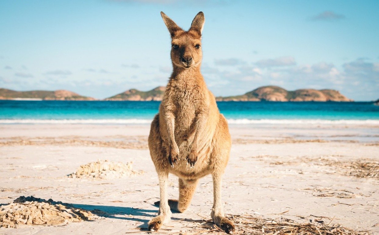 Lucky Bay Sunbathing with Kangaroos