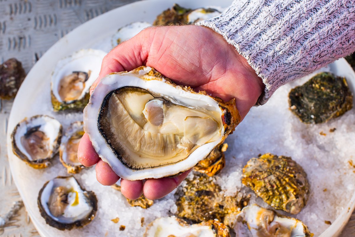 Oysters A Taste of the Briny Essence