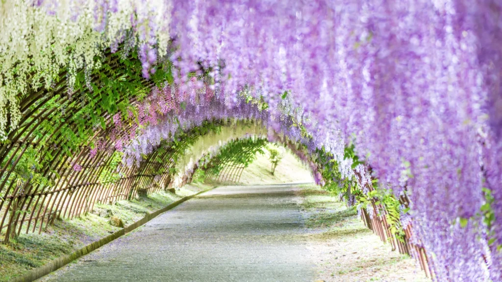 Kawachi Fuji Garden wisteria GettyImages 684691336